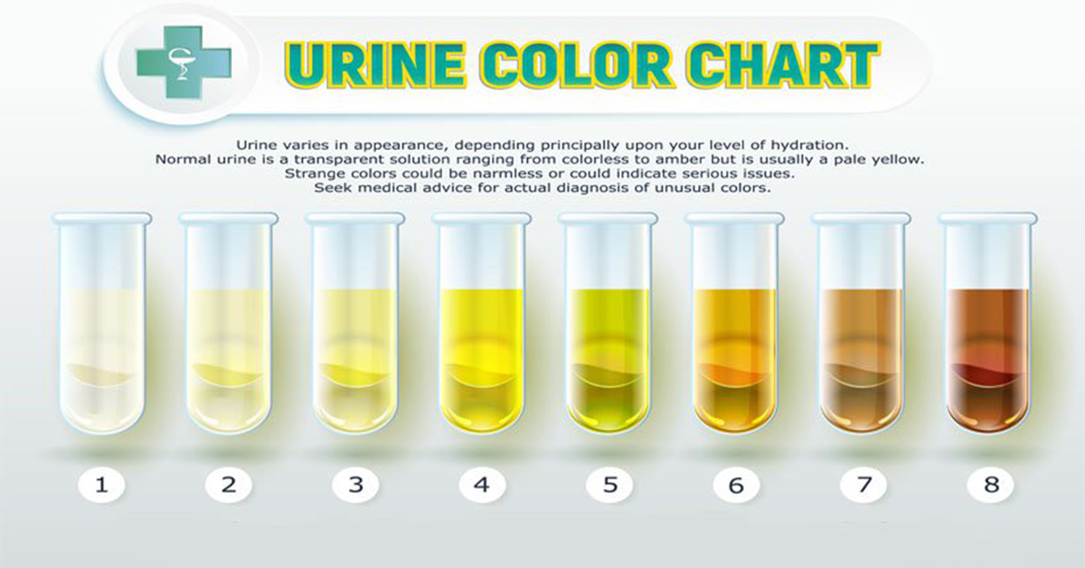 Dog Urine Color Chart